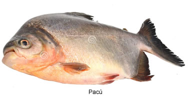 pacú